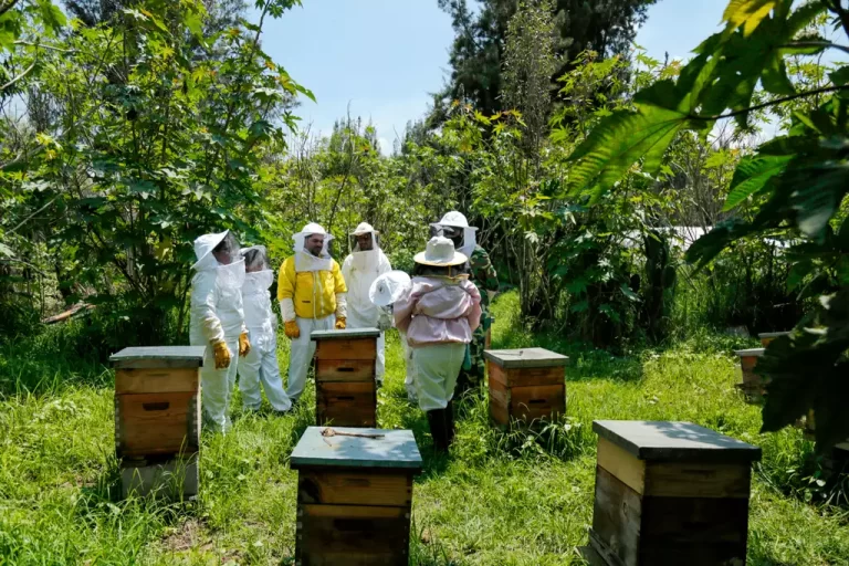 Ruta de las Abejas - Abejas de Barrio - 6